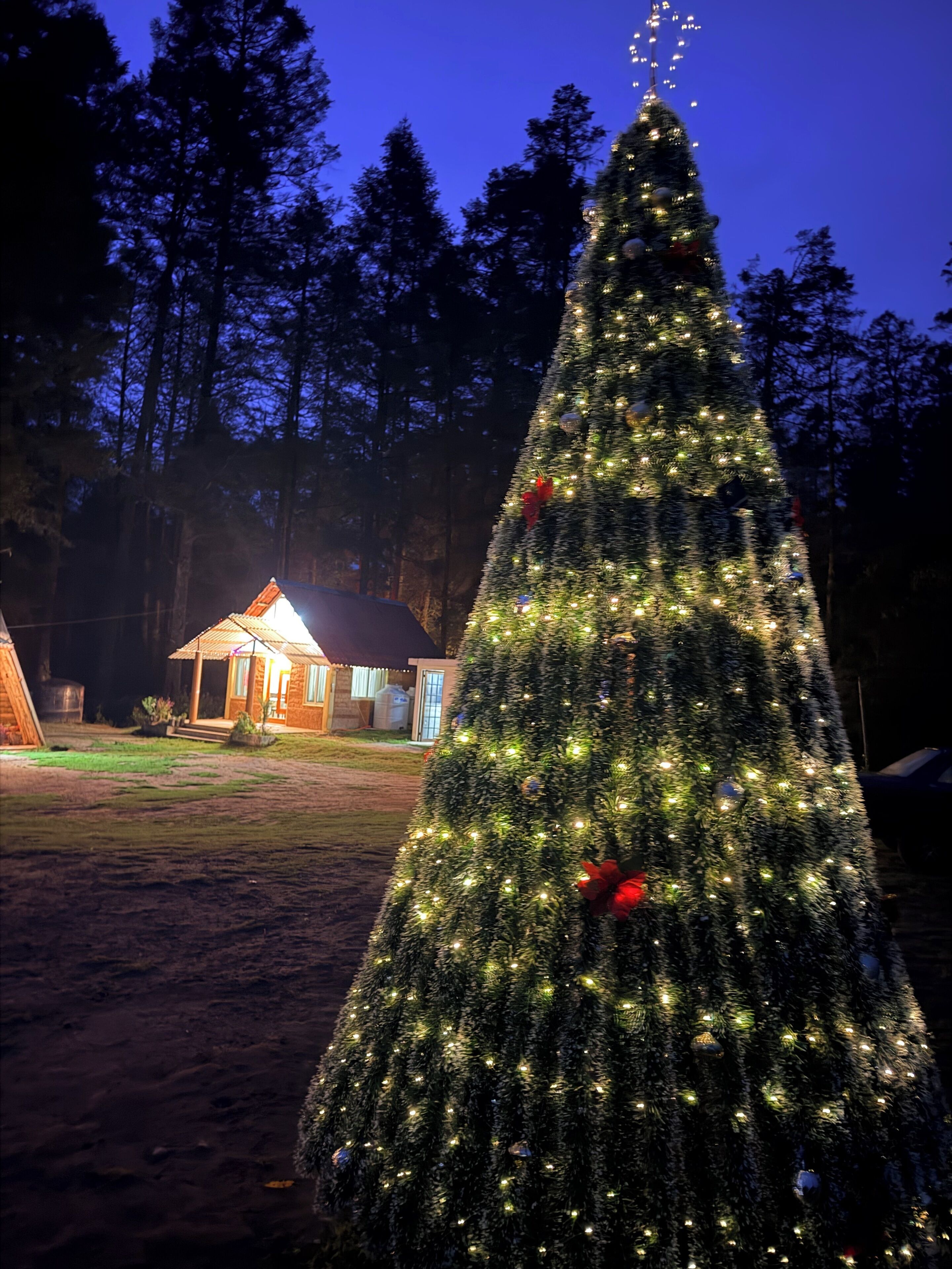 A large, well-lit Christmas tree with ornaments, set against a backdrop of tall trees and a small building with a sloped roof.