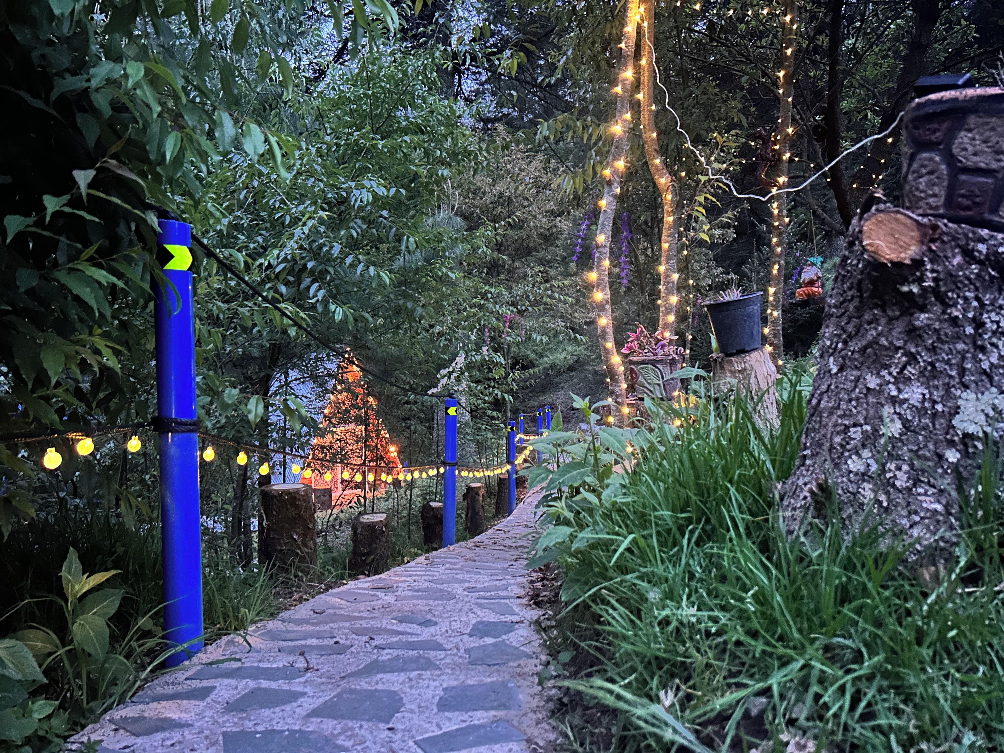 A pathway lined with trees and illuminated by string lights, leading to a decorated Christmas tree.