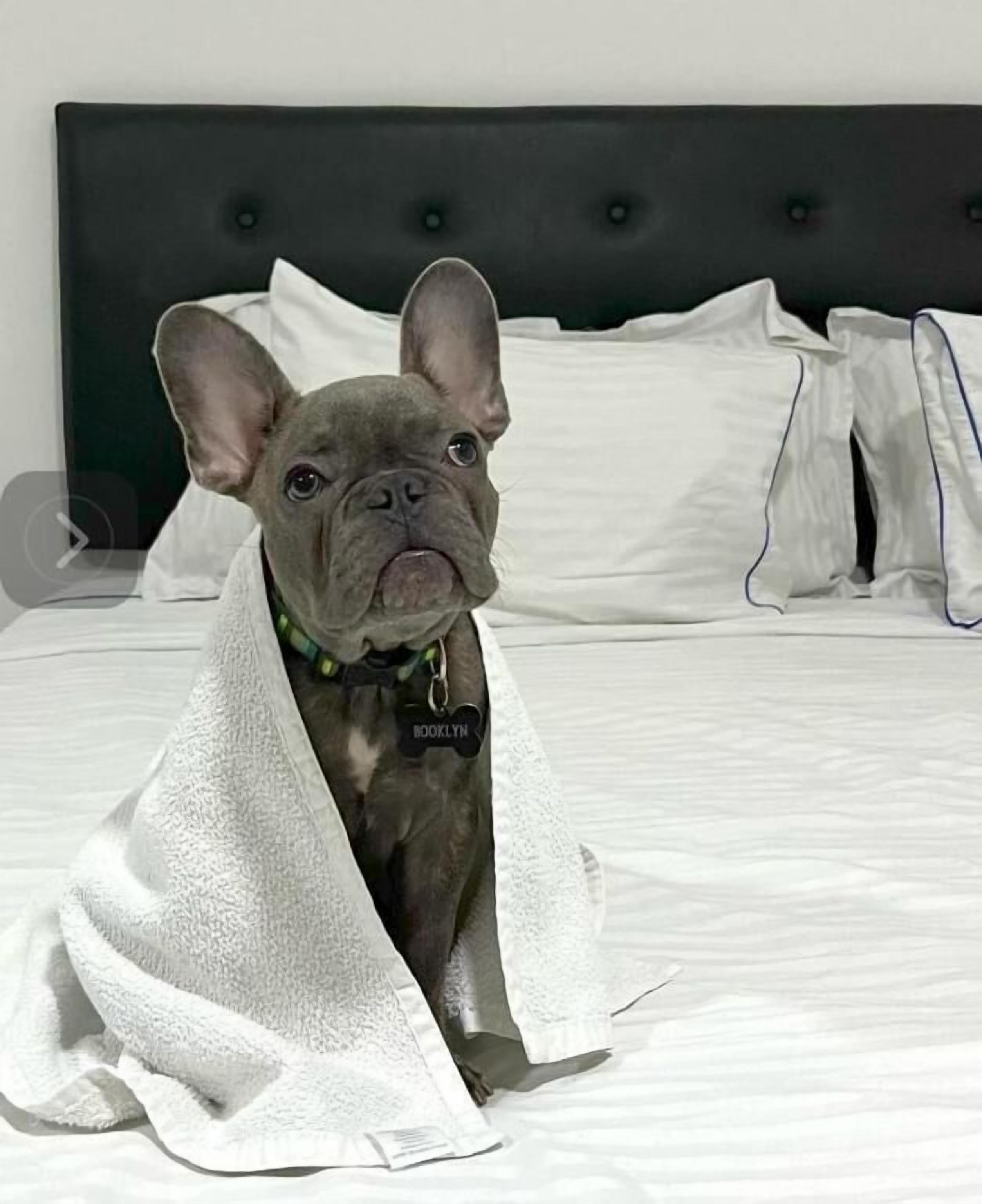 A dog wrapped in a blanket on a bed with a tufted headboard.
