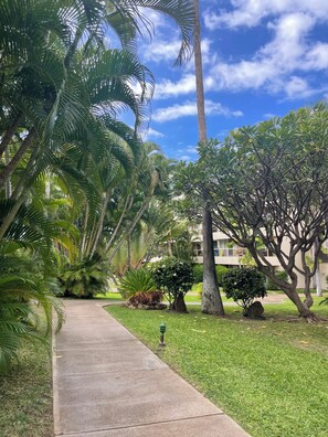 Property grounds - MAUI BANYAN beautiful 1 bedroom condo in Kihei, AC, directly across from beach (Kihei)