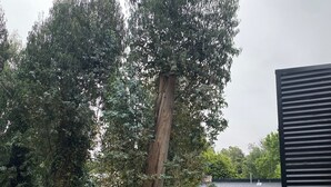Un jardín con dos árboles grandes y un edificio con techo inclinado.