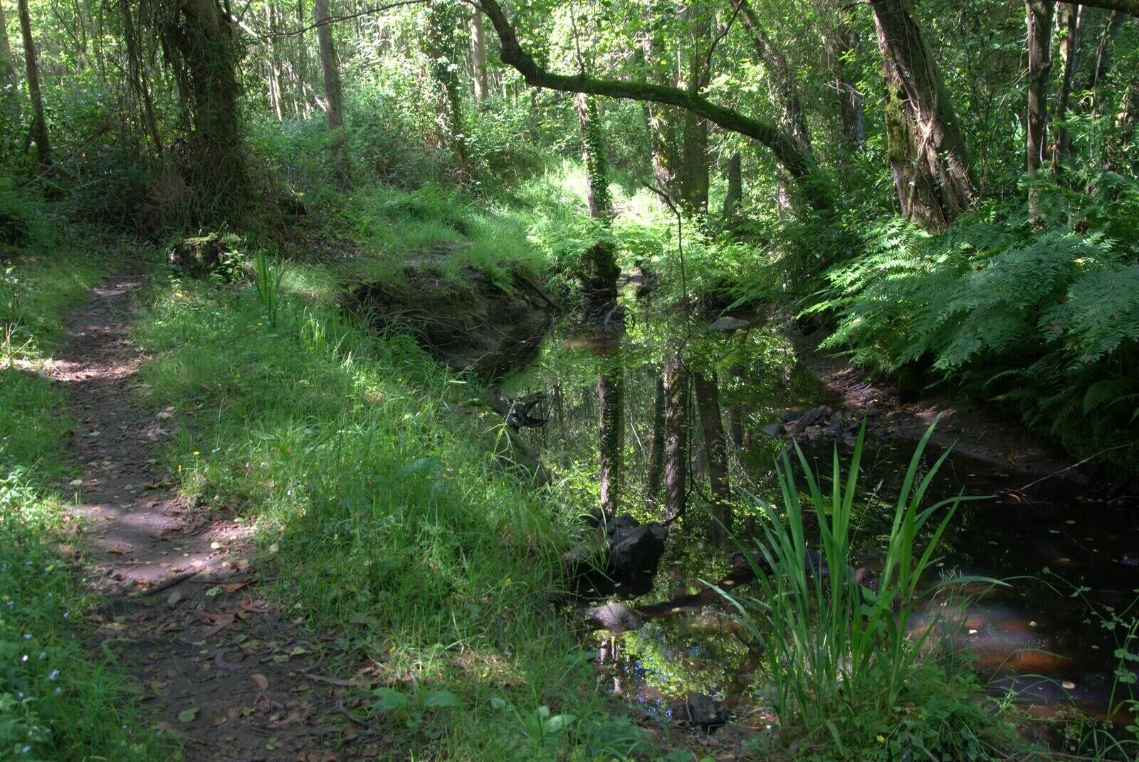 Une zone boisée avec un sentier de terre qui traverse une végétation luxuriante et un petit ruisseau.