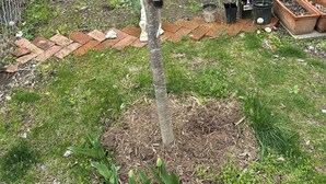 A small tree with a decorative ornament in a garden area with potted plants and a brick wall in the background.