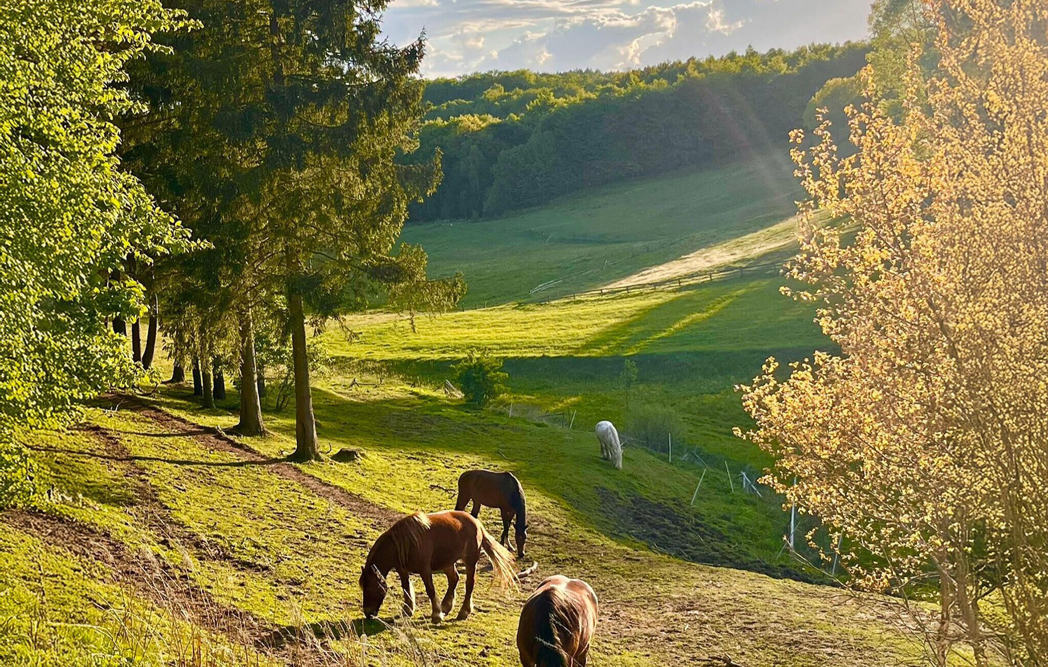 Un paisaje pintoresco con caballos pastando en una colina.