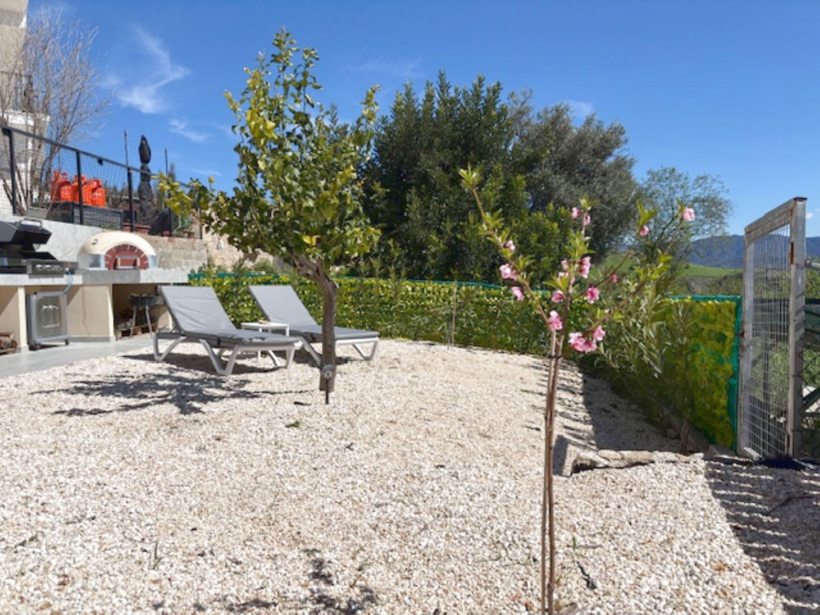 Un espace patio avec un sol en gravier, deux chaises longues, un petit arbre aux fleurs roses et une clôture verte.