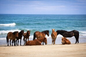 Une plage où des chevaux se tiennent debout ou sont allongés sur le sable, face à l’océan.
