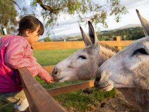 Miscellaneous - An Unforgettable View (Dixons Creek)