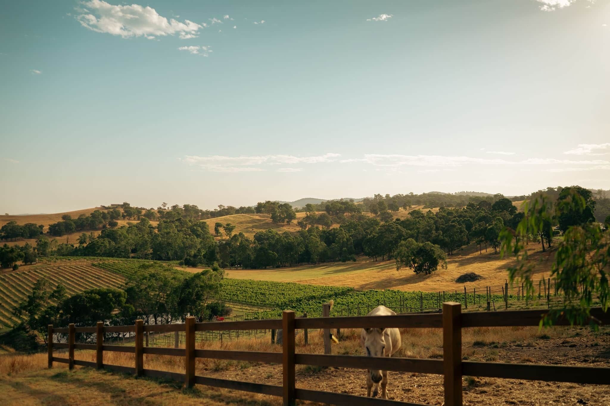 A vineyard landscape with rows of grapevines and a wooden fence in the foreground.