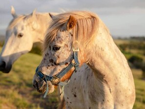 Miscellaneous - An Unforgettable View (Dixons Creek)