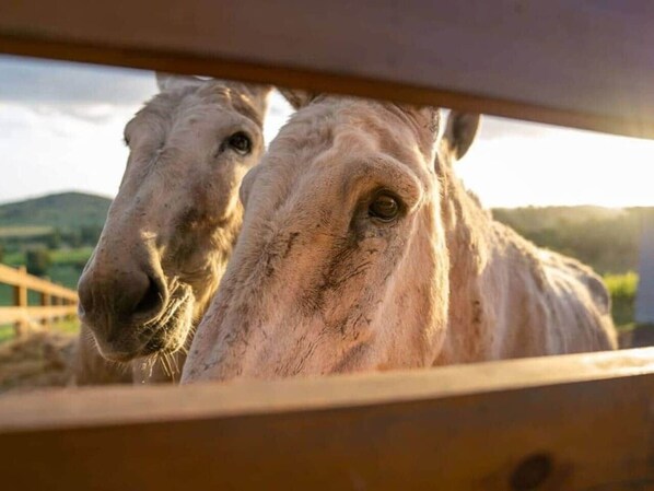 Miscellaneous - An Unforgettable View (Dixons Creek)