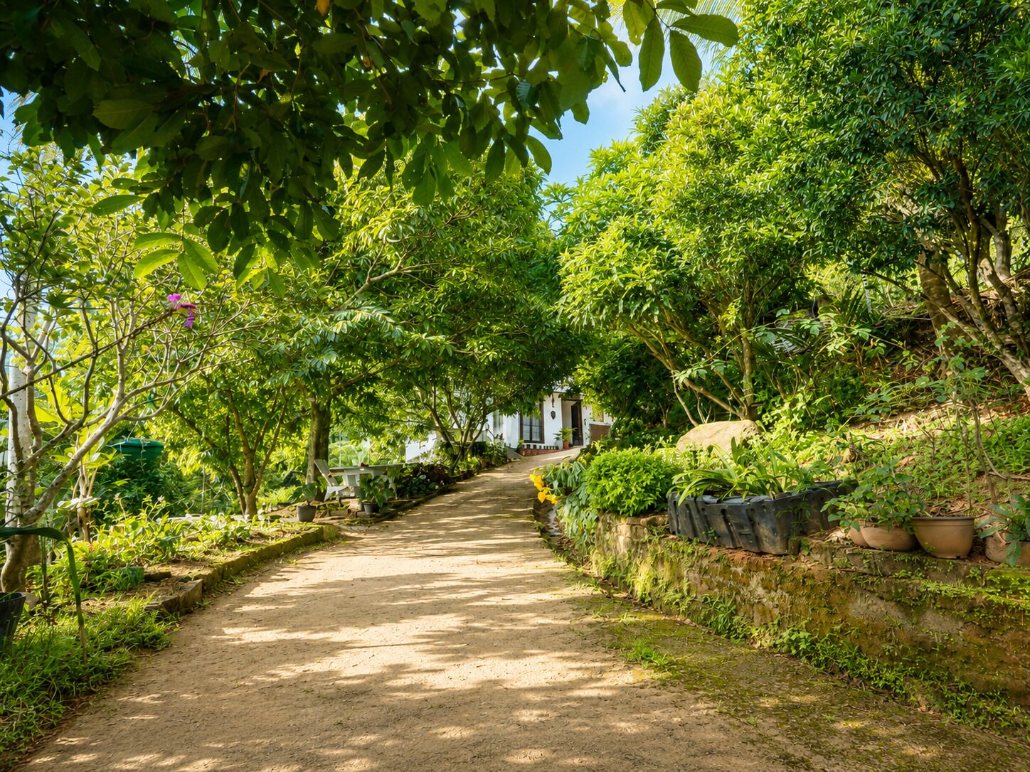 A pathway flanked by lush greenery and potted plants, leading to a building with a white facade.