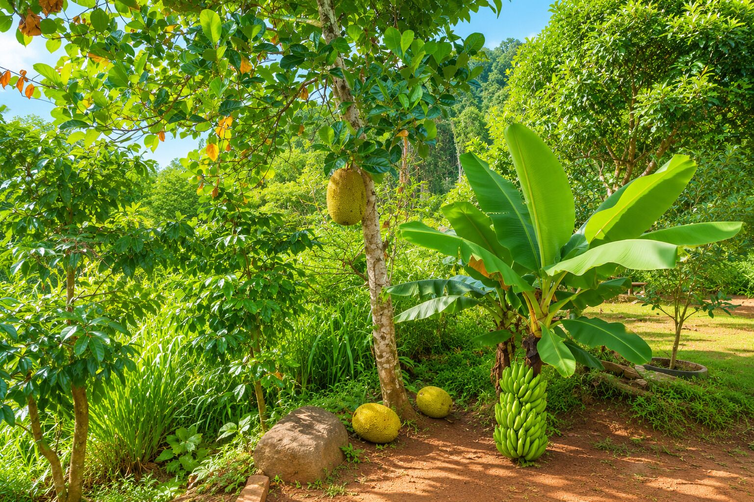A lush garden with various plants, including a banana tree with green bananas and a durian hanging from a tree.