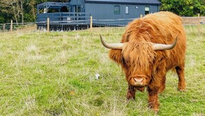 Una vaca de alta montaña en un campo herboso con una casa azul al fondo.