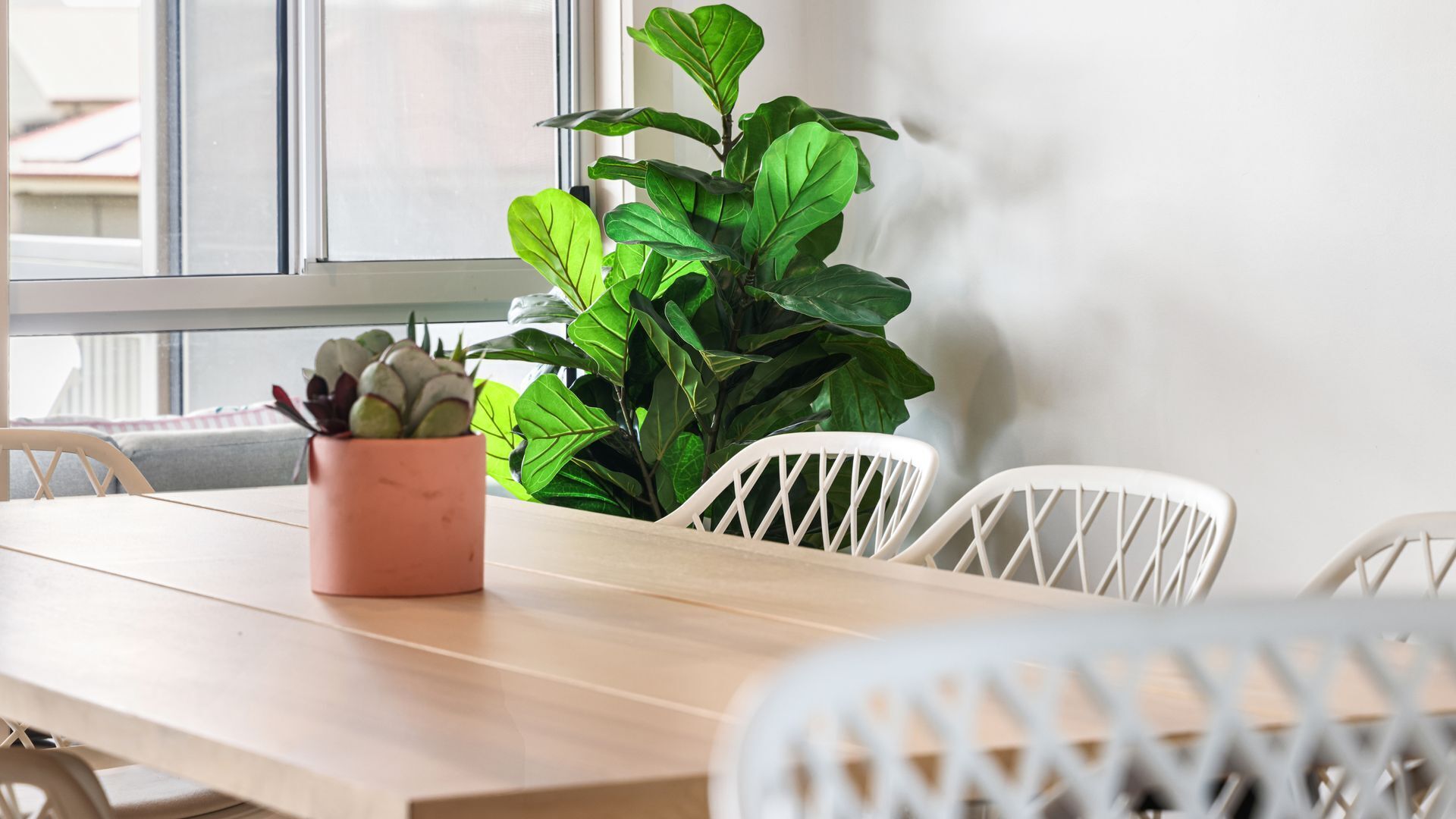 A wooden dining table with white chairs, a large green plant, and a pink pot with succulents.