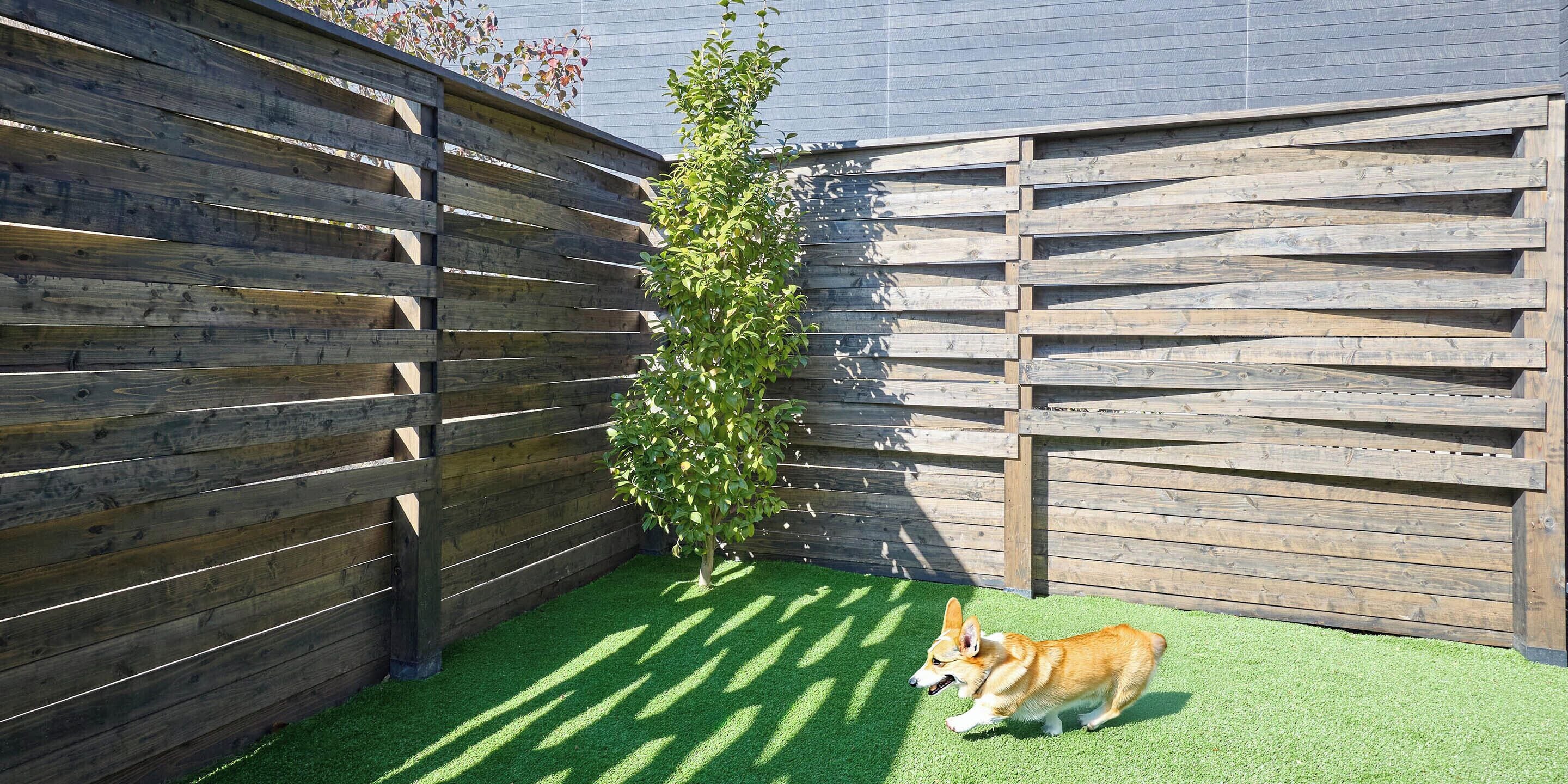 A fenced backyard with artificial grass and a dog.