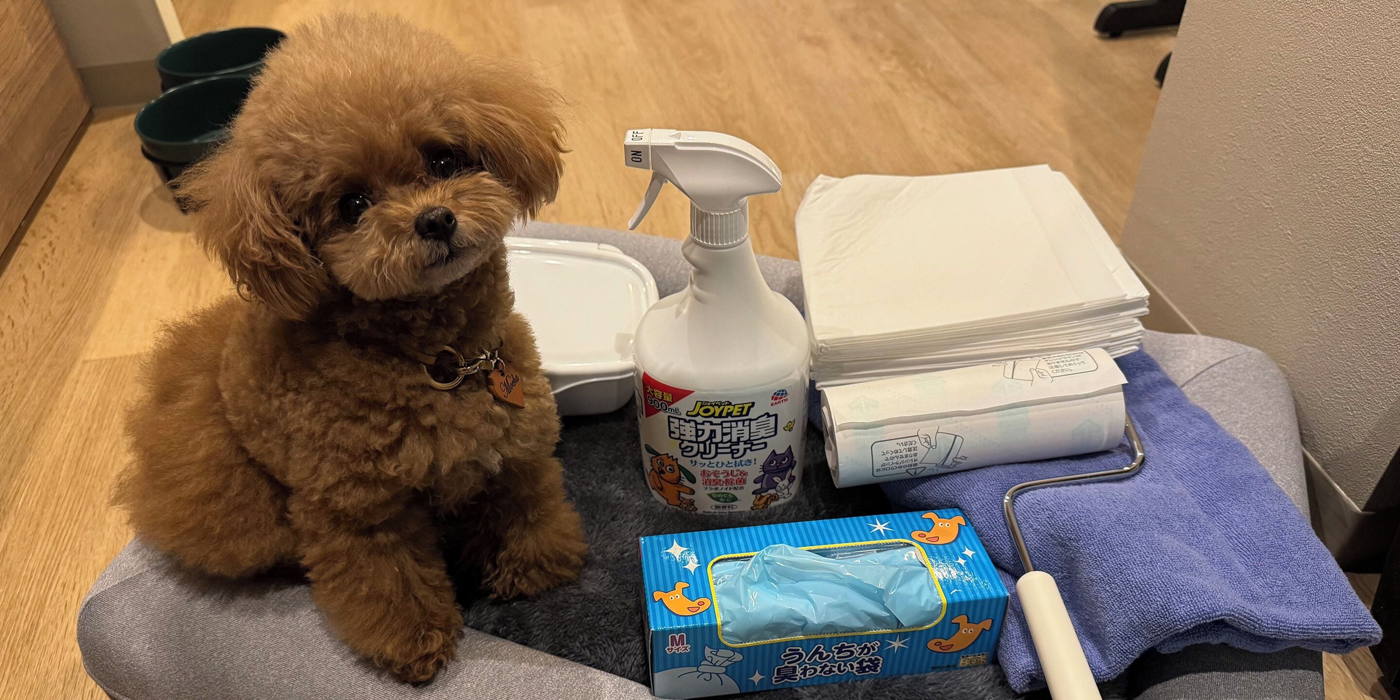 Un perro pequeño marrón sentado en una cama gris para mascotas, con un bebedero, un atomizador, un paquete de pañales y una caja azul con un cepillo blanco.
