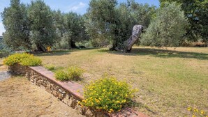 A garden with olive trees, a stone wall, and yellow flowering plants. - Nice apartment for 3 people with WIFI, A/C, pool, terrace, pets allowed and panoramic view (Campiglia Marittima)