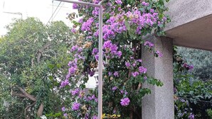 Ein Gartenbereich mit einer Pergola, die mit violetten Blüten bewachsen ist, umgeben von diversen Pflanzen und einer Betonstruktur.