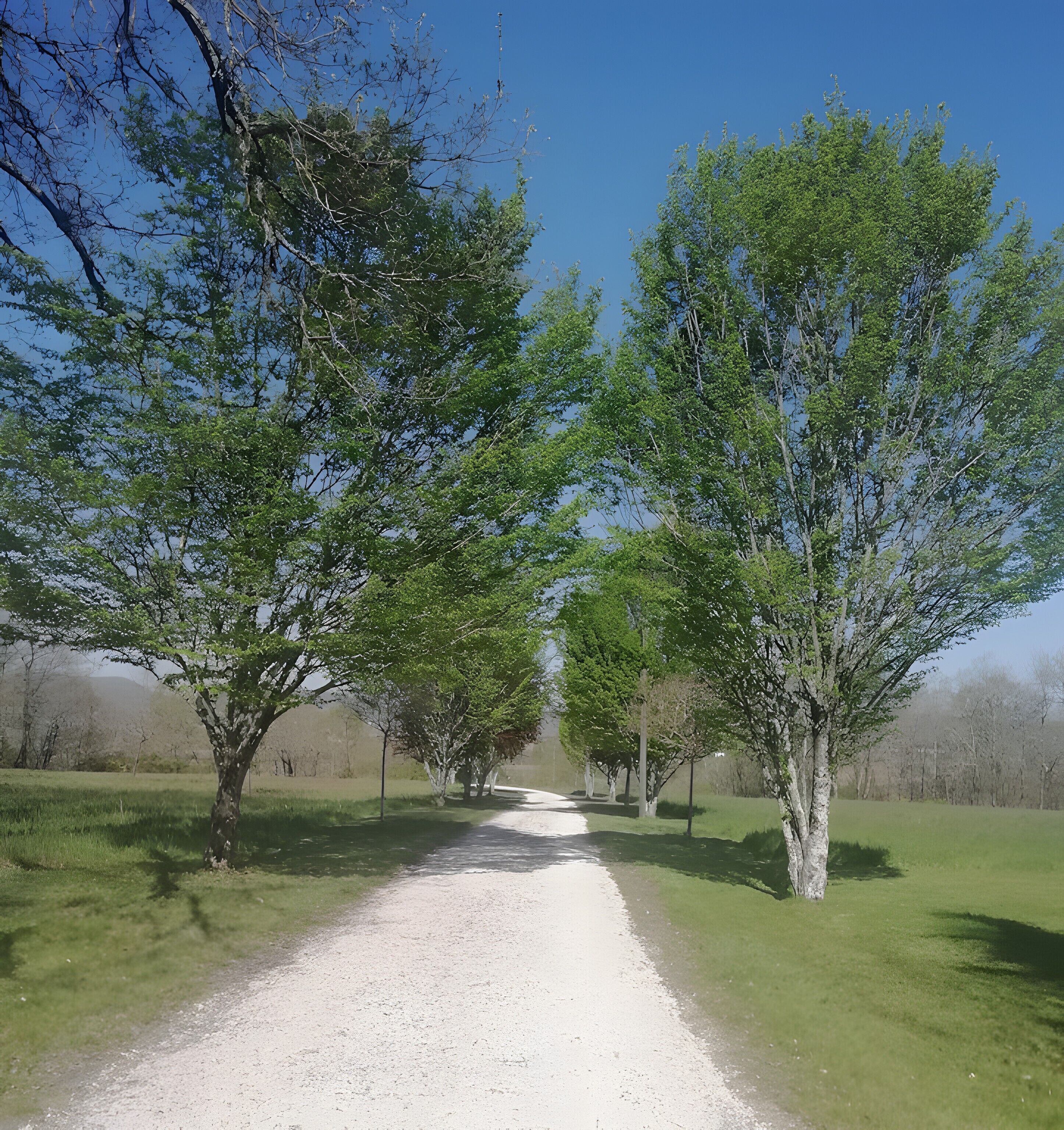 A gravel path flanked by trees in a park setting.
