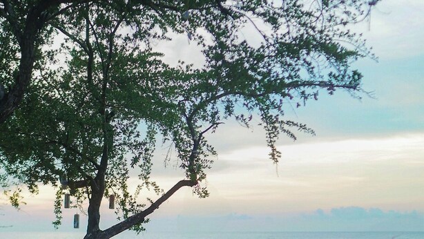 A beach with a tree, a horse, and orange bean bags. - Westwood Bungalow (Gili Trawangan)