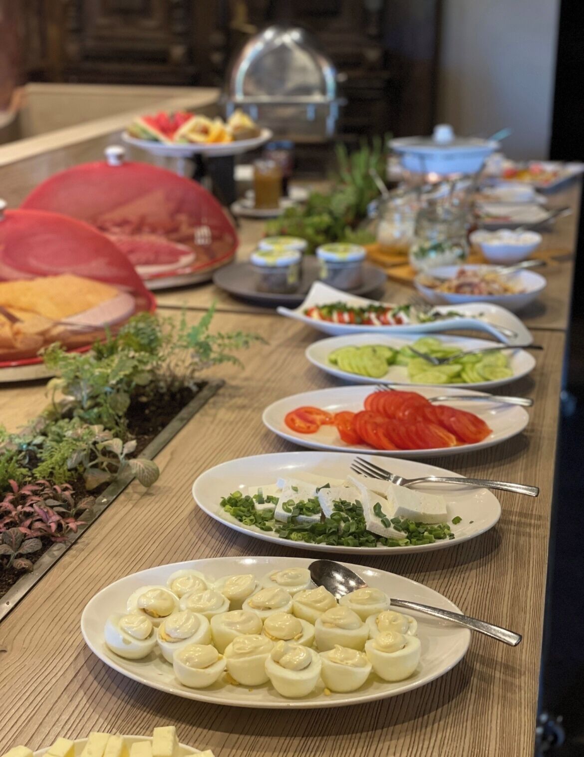 فطور أوروبي مجانًا يوميًا