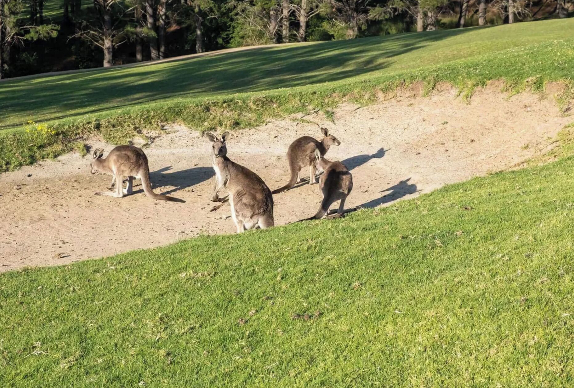 A grassy area with three kangaroos.