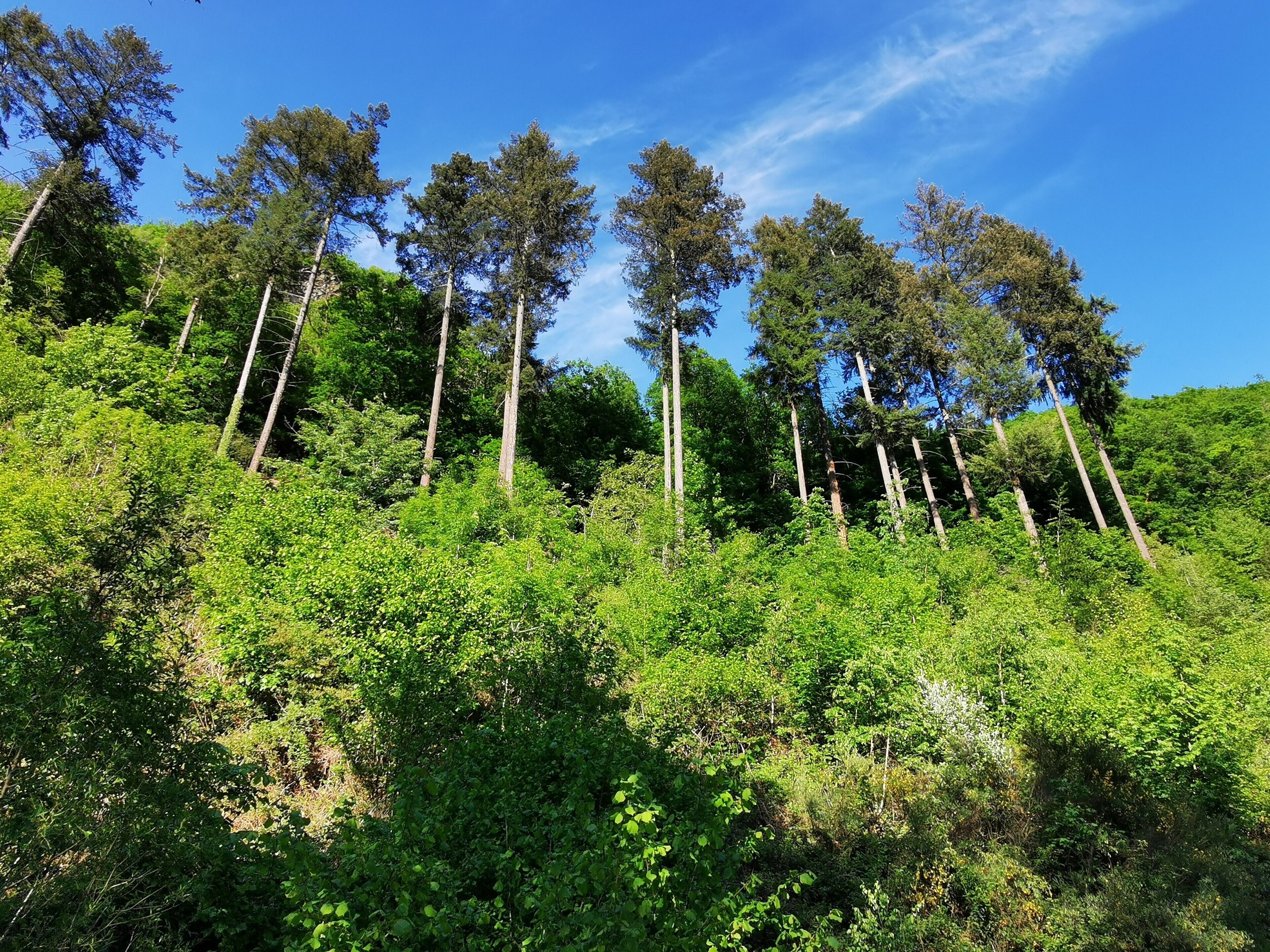 Une colline boisée, avec de grands arbres et un sous-bois dense.