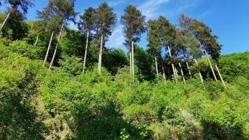 Une colline boisée, avec de grands arbres et un sous-bois dense.