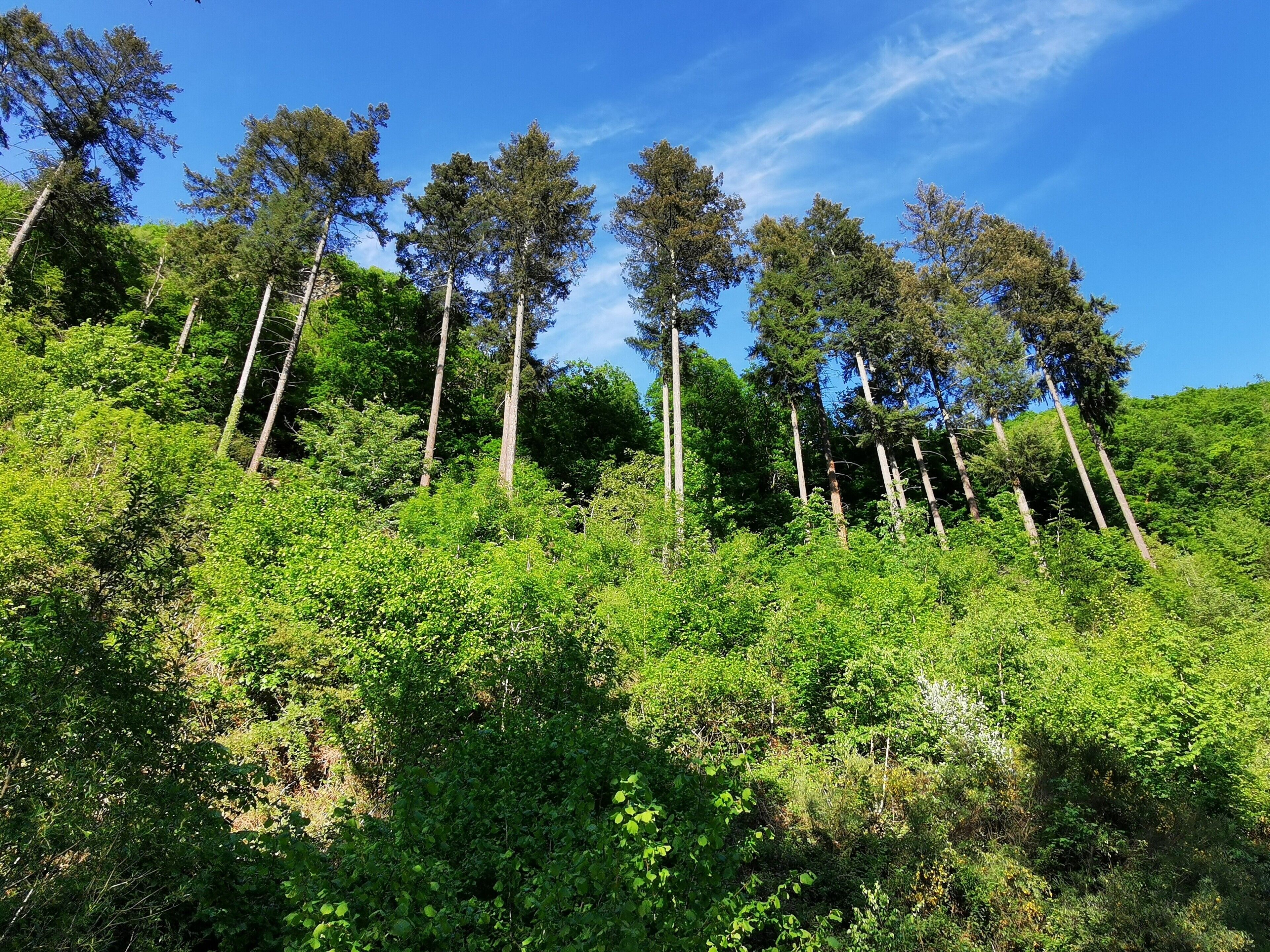 A forested hillside with tall trees and dense underbrush.