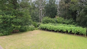 A grassy backyard with a wooden bench and a row of grapevines. - The Anchorage (Norwich)