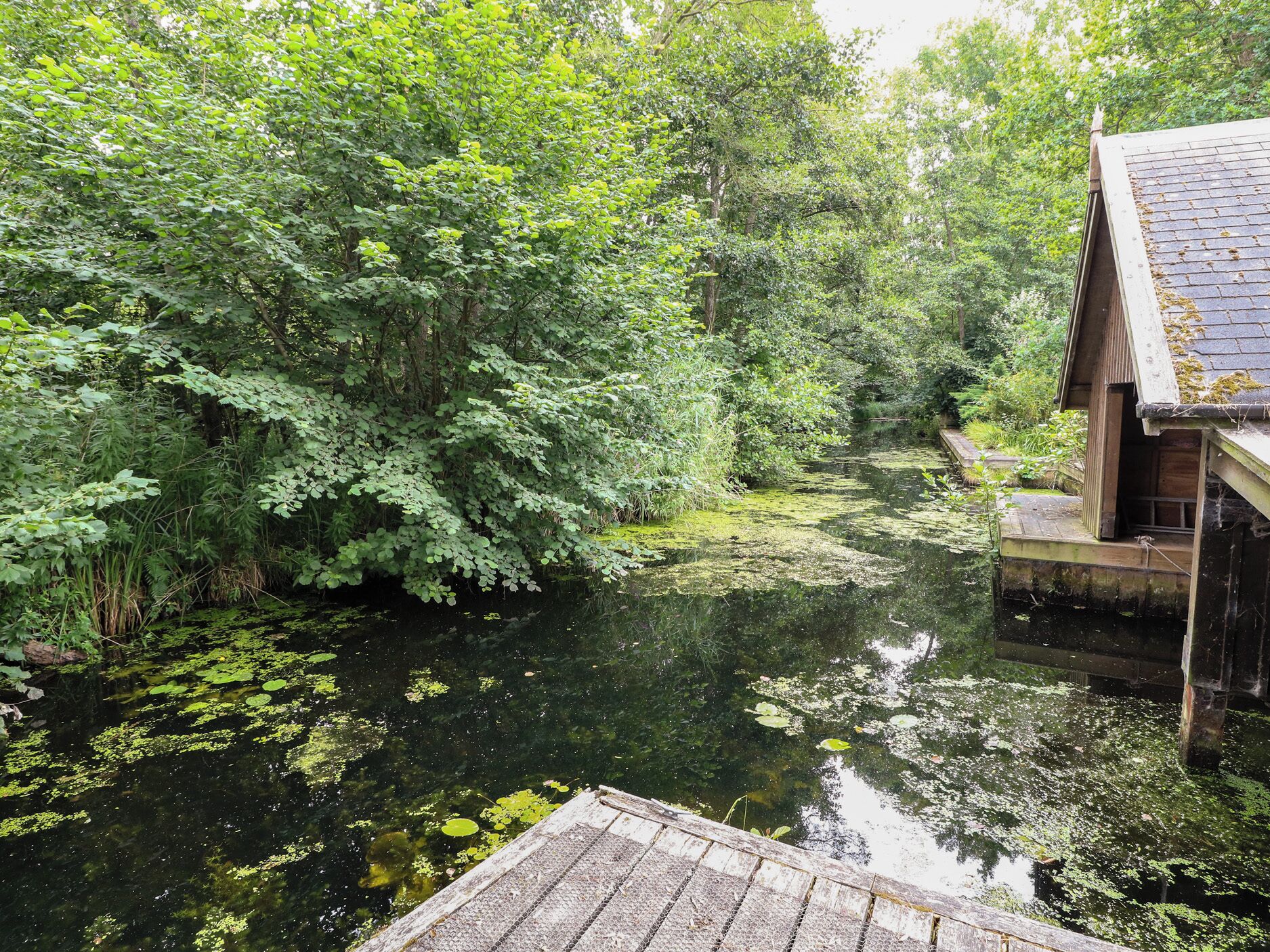 Vista sul fiume, con vegetazione fitta e un molo di legno che si protende nell'acqua.