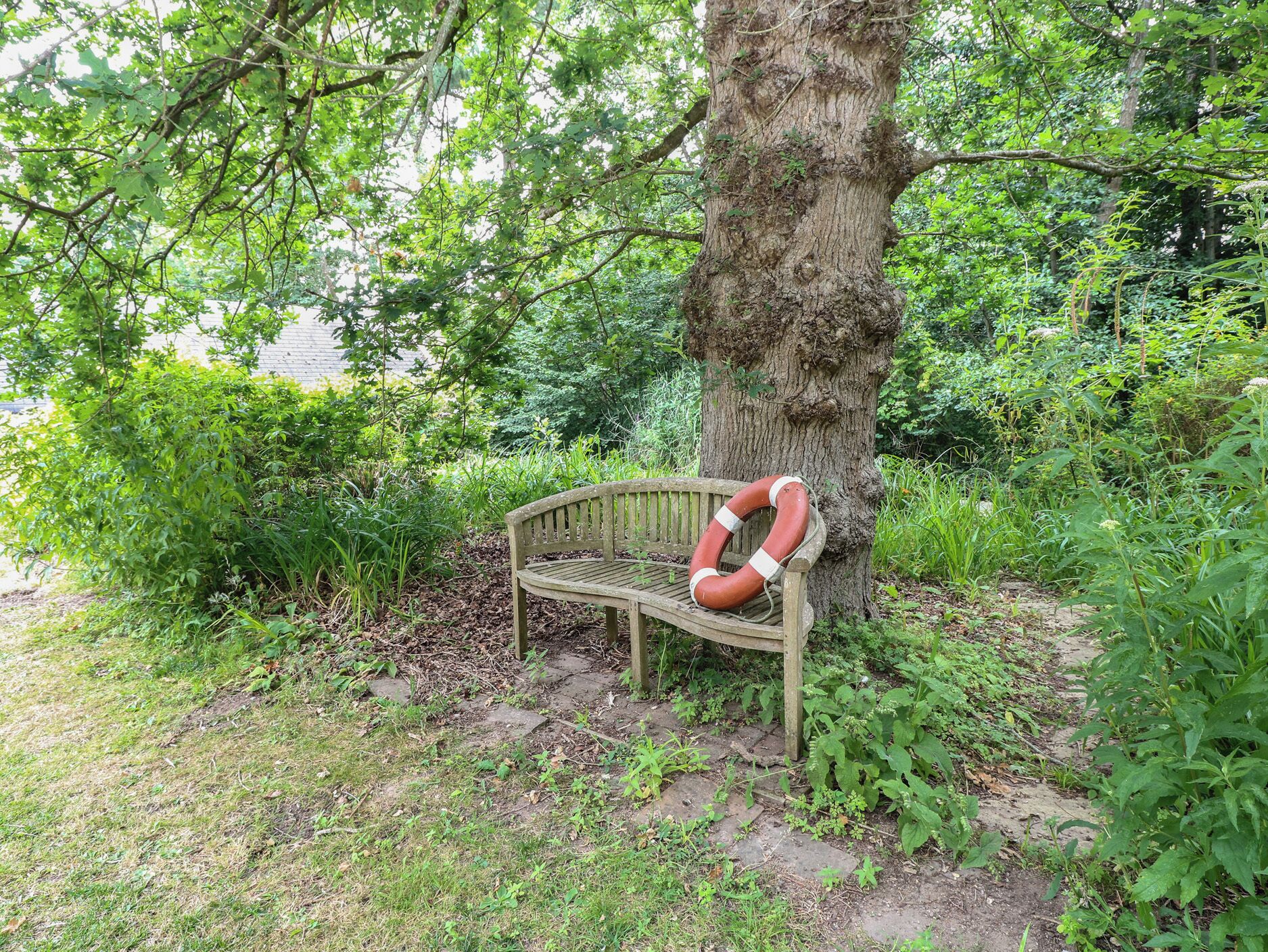 A bench under a tree in a natural setting.