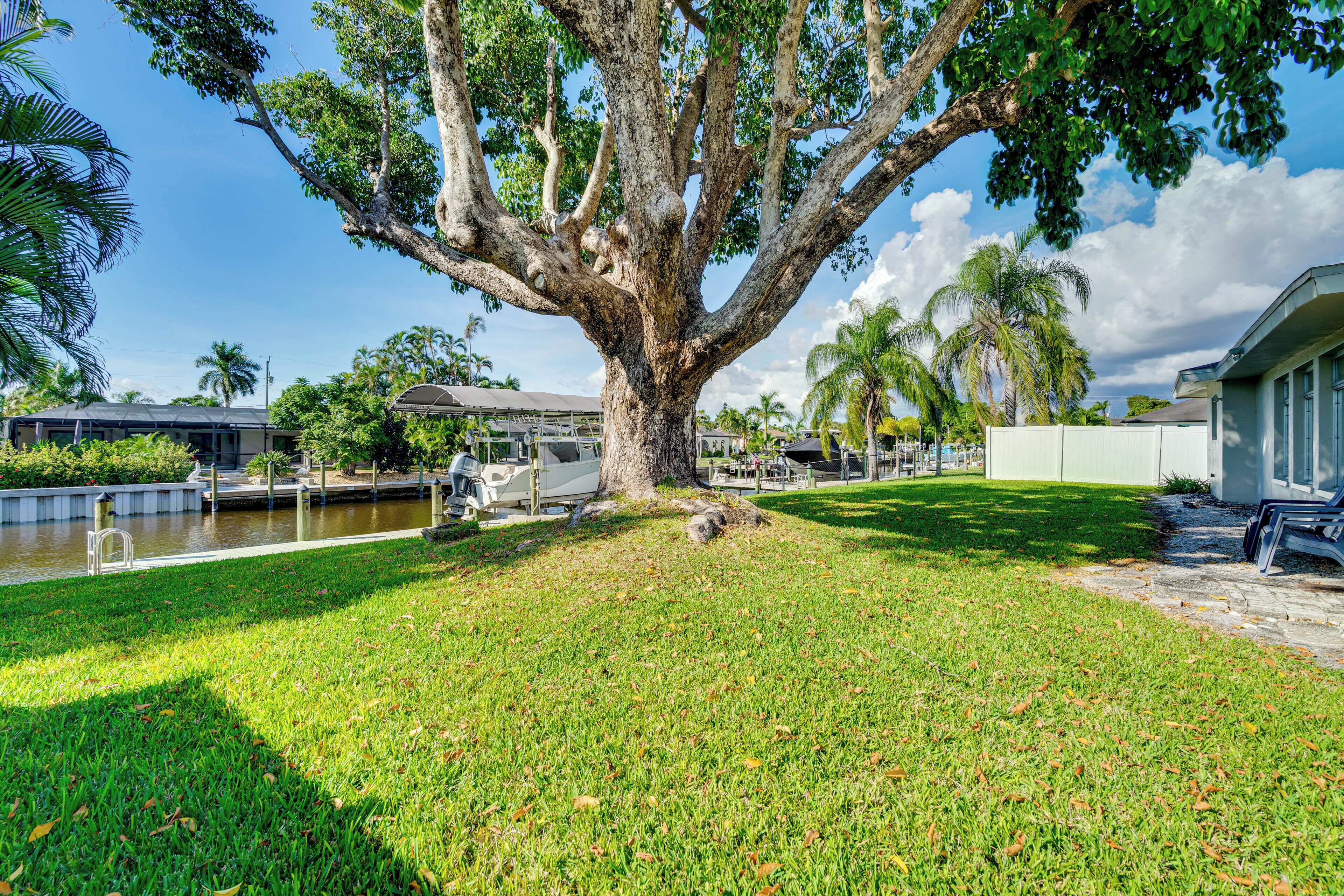 A large tree in a grassy area with a body of water and buildings in the background.