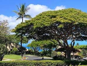 Property grounds - Maui Kamaole #I-106 Ground Flr, Garden View, A/C, Great Location (Kihei)