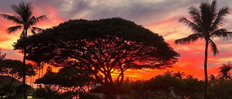 A large tree with a wide canopy, surrounded by smaller trees and palm trees, set against a sunset sky.