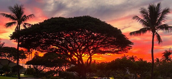 A large tree with a wide canopy, surrounded by smaller trees and palm trees, set against a sunset sky. - Maui Kamaole #I-106 Ground Flr, Garden View, A/C, Great Location (Kihei)