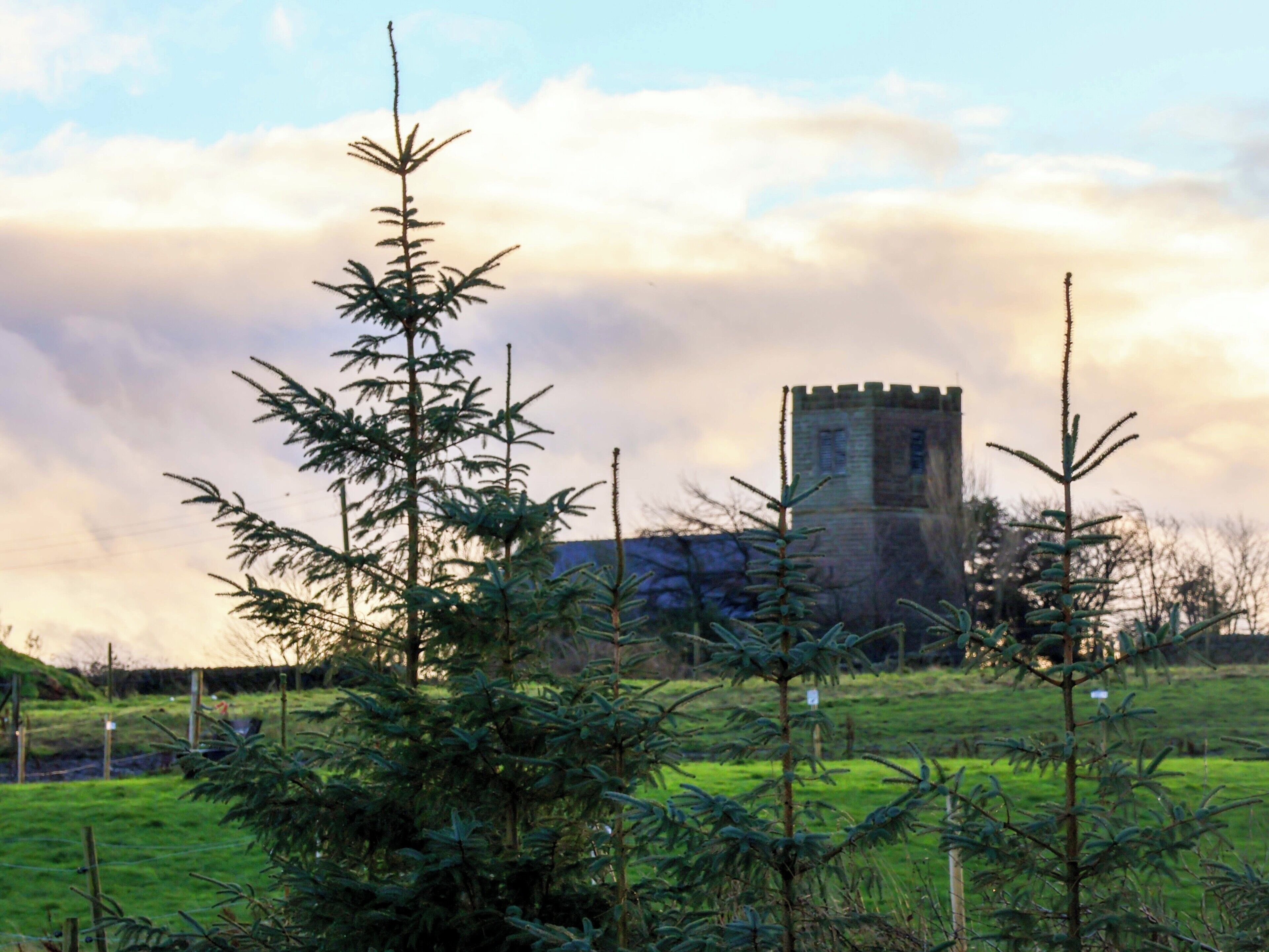 A field with young trees and a distant castle-like structure.