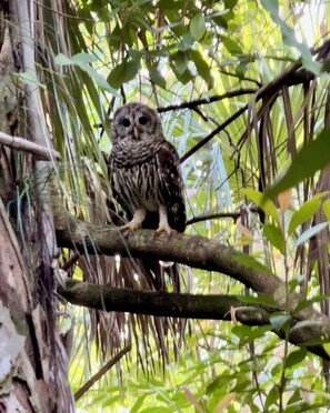Miscellaneous - Flamingo Island Florida Glamping-2 Furnished Gazebos on the St. Lucie River-NEW! (Fort Pierce)