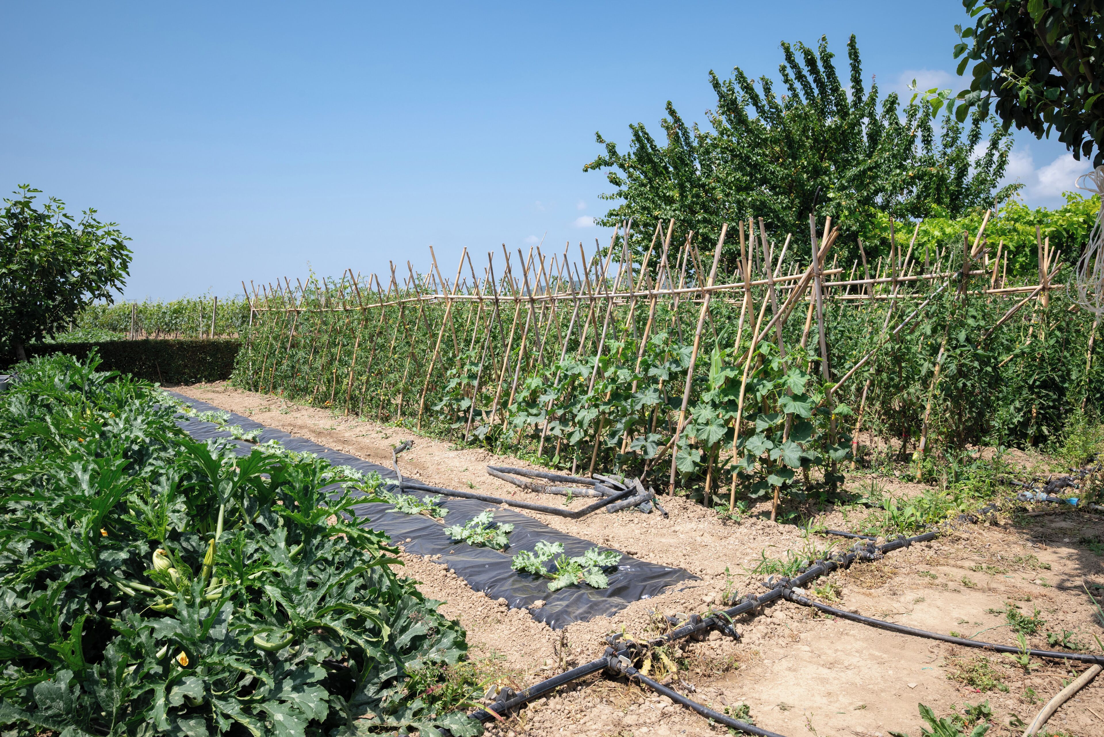 Un giardino con file di piante e una recinzione in legno.