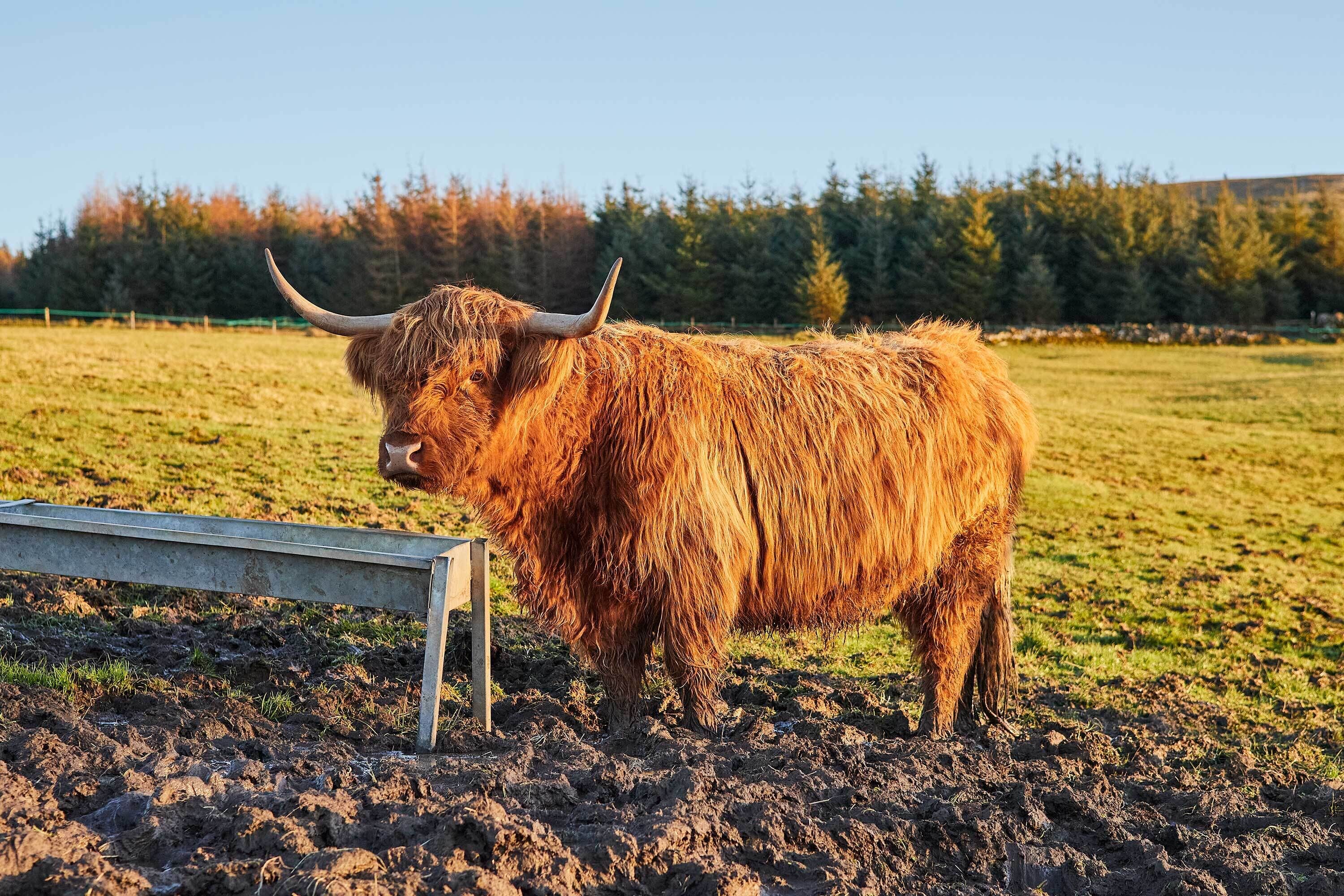 A bull standing in a field with a metal barrier in the foreground.