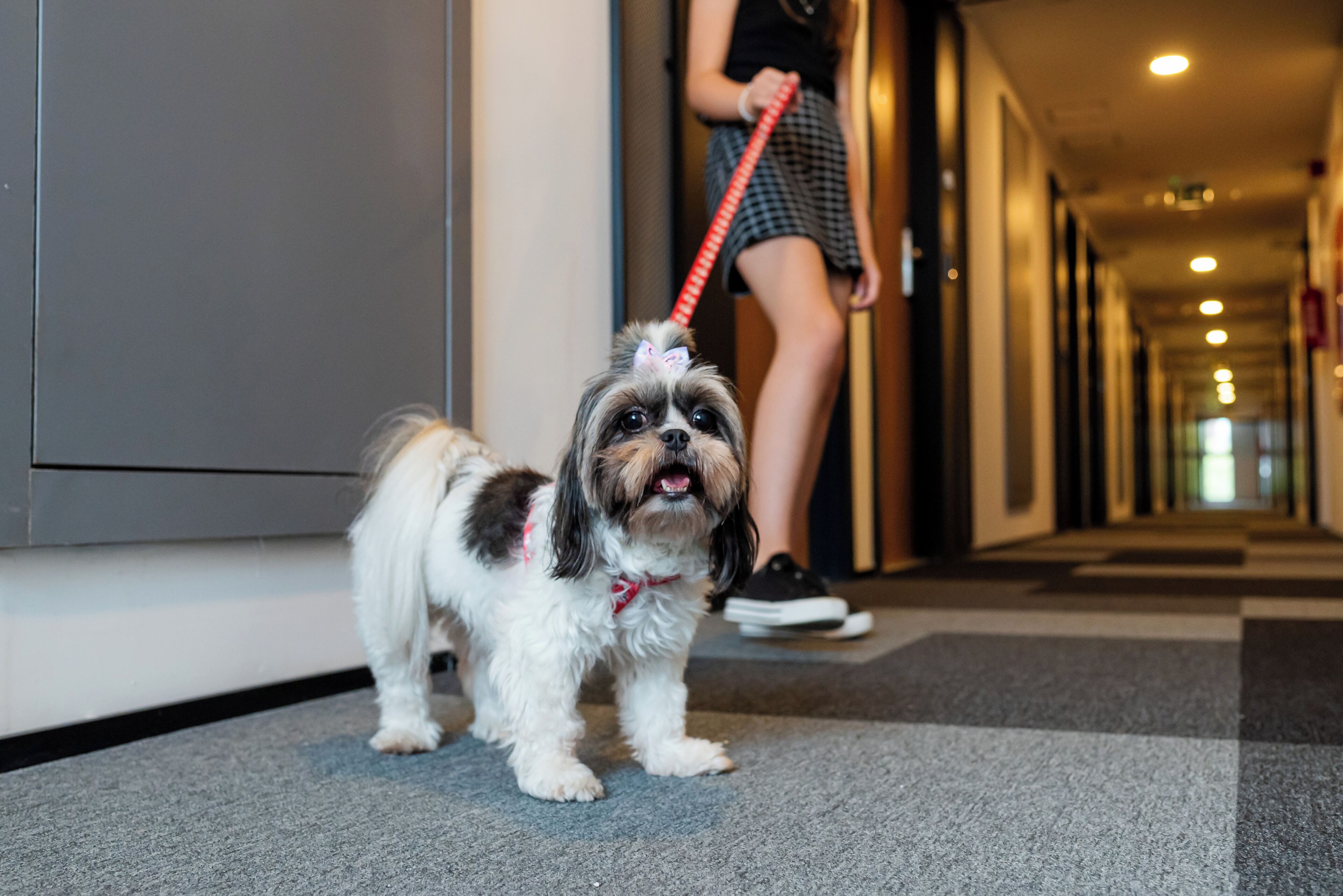A small dog on a leash in a hallway with a person in the background.