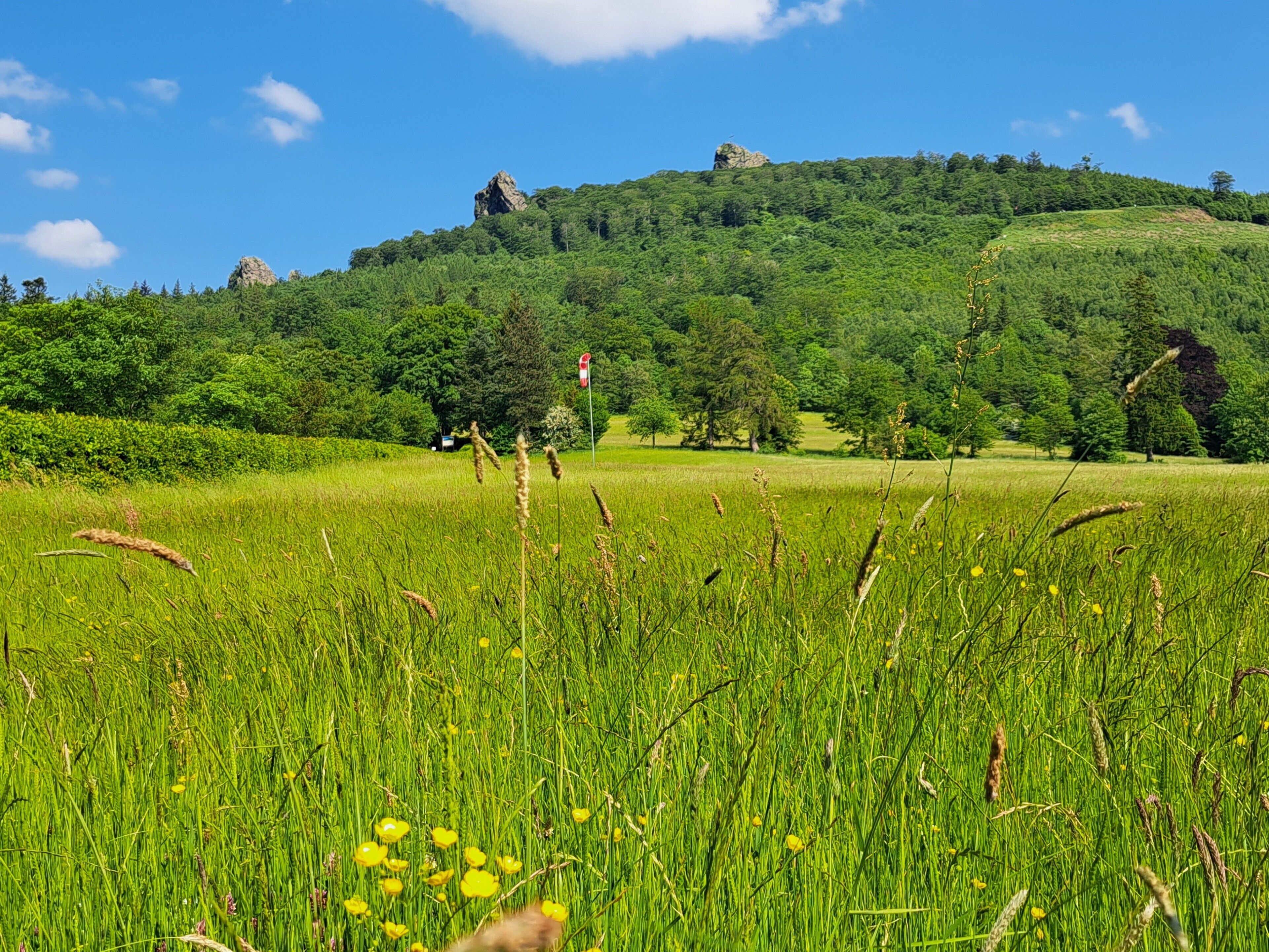 Un champ verdoyant et luxuriant, avec une colline en arrière-plan.