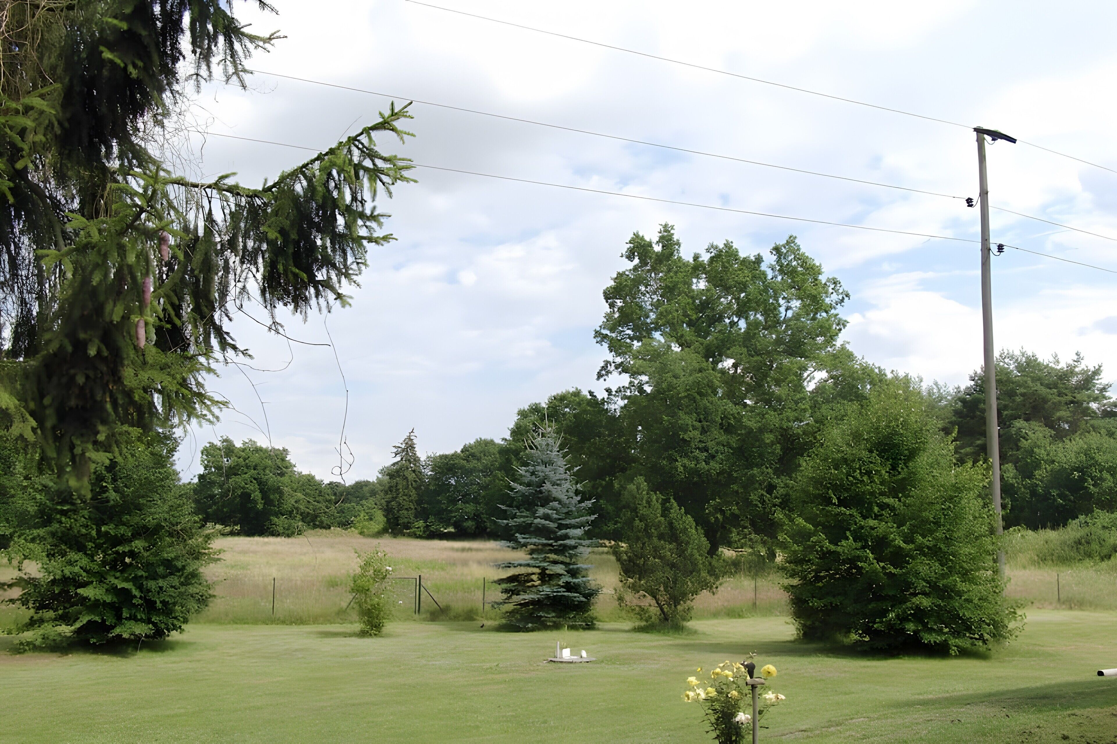 A grassy field with trees, a birdhouse, and a bird feeder.