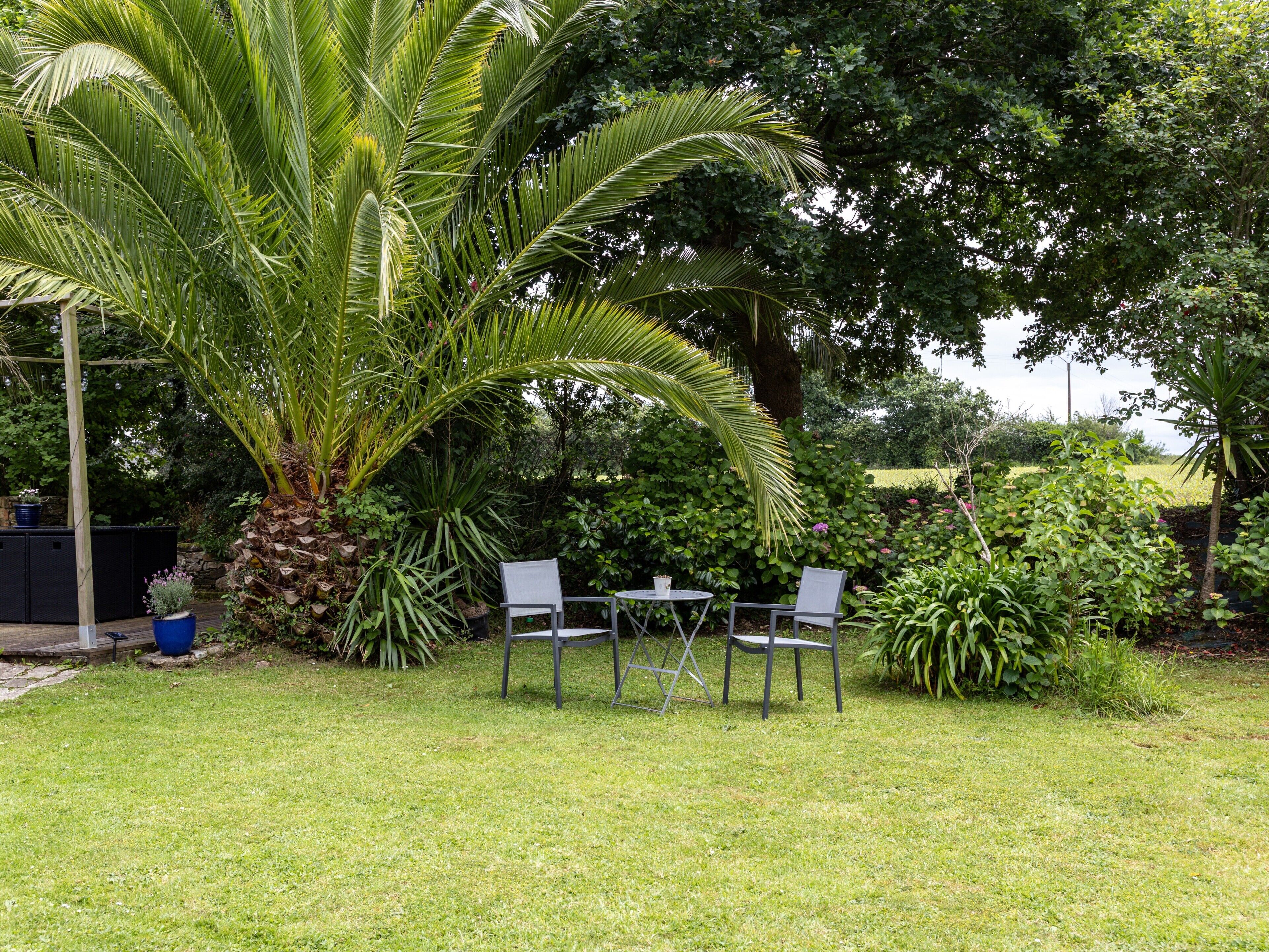 A garden with a palm tree, two chairs, and a table.