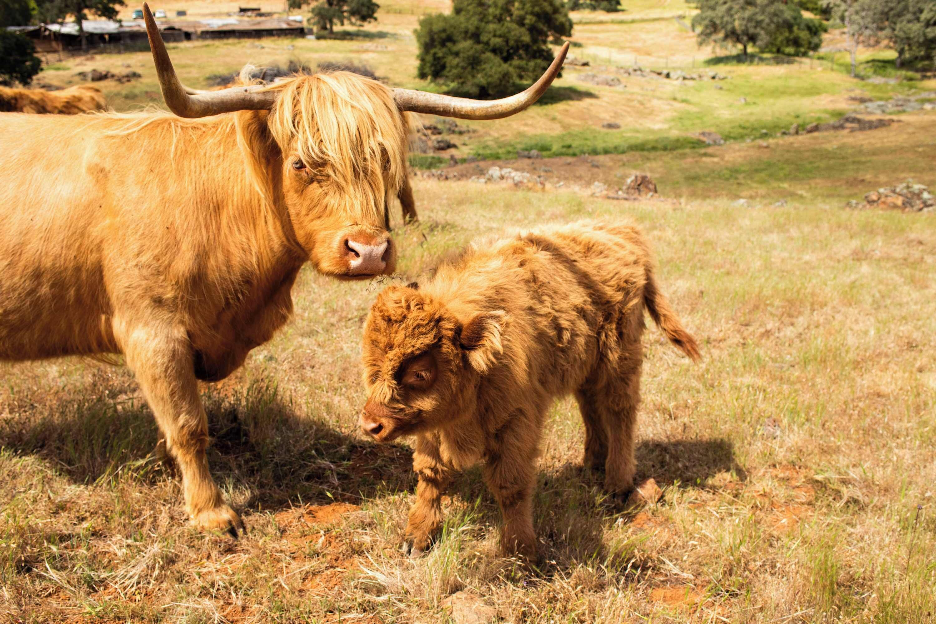 Highland cows to pet during your stay 