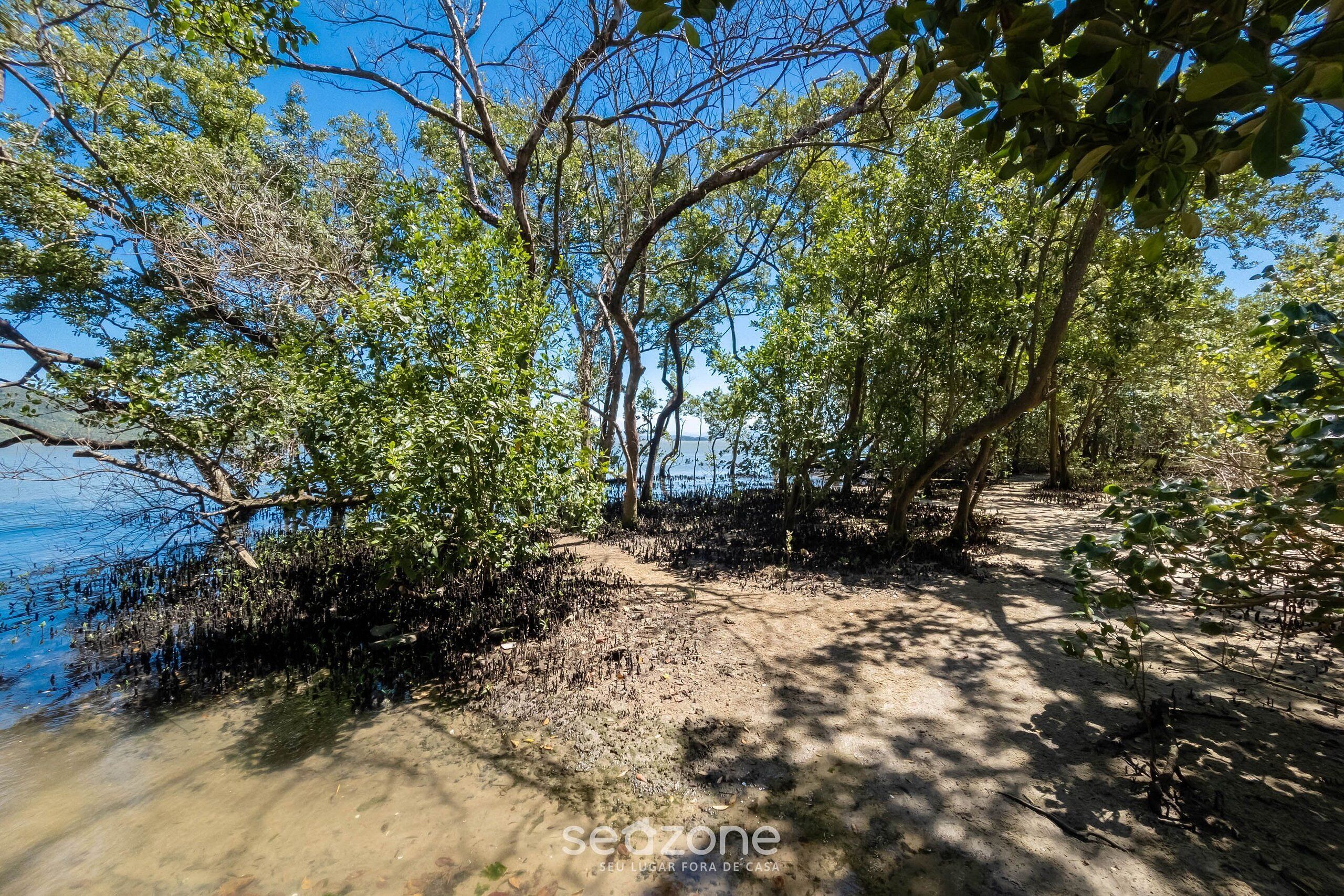 Un sendero natural bordeado de árboles que lleva a un cuerpo de agua.