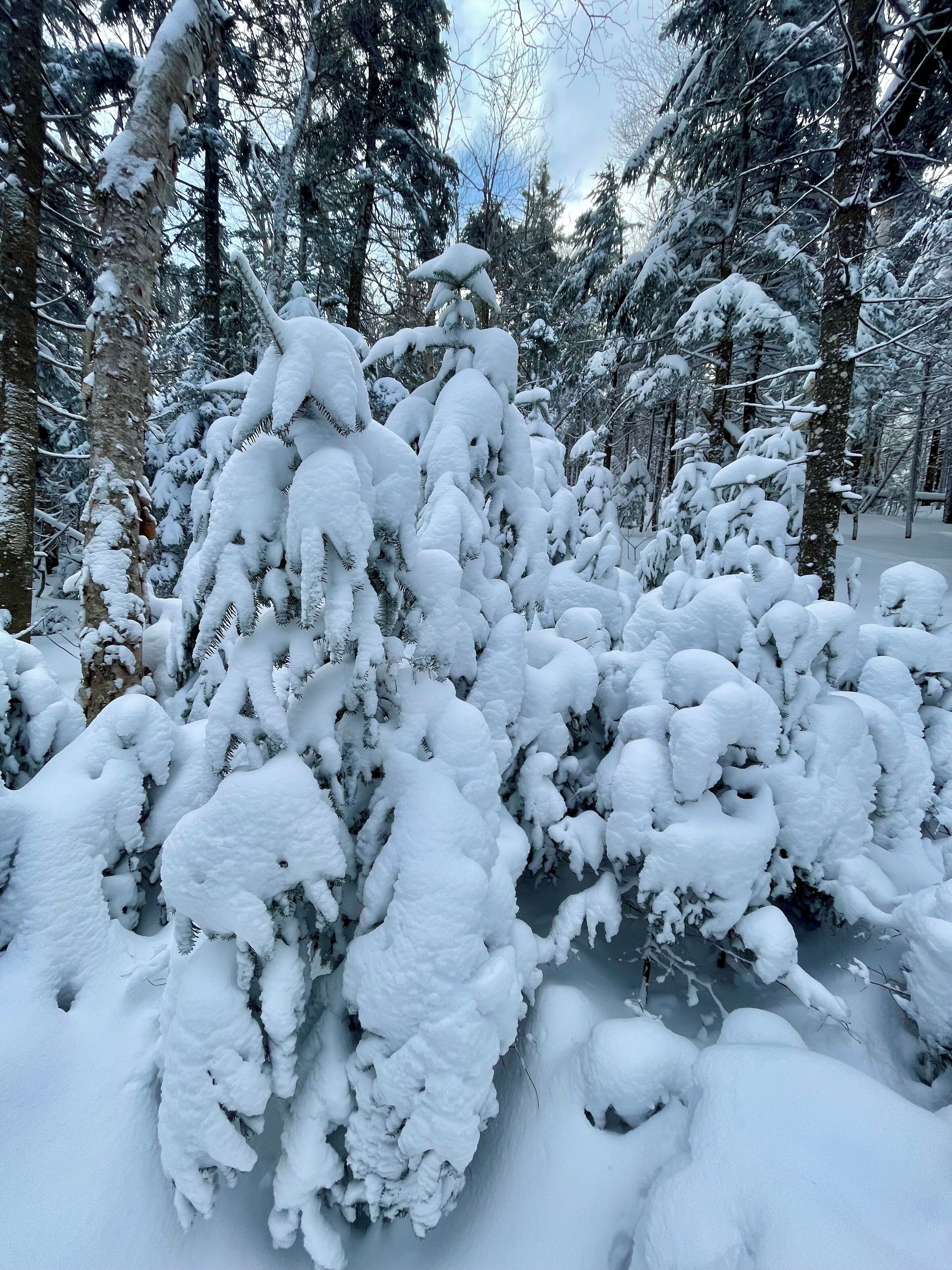 Un bosque denso con árboles cubiertos de nieve.