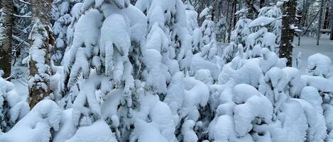 Un bosque denso con árboles cubiertos de nieve.