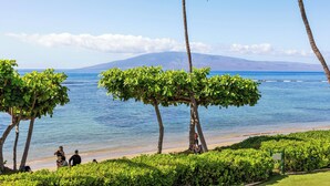 A beach with palm trees and a view of the ocean.