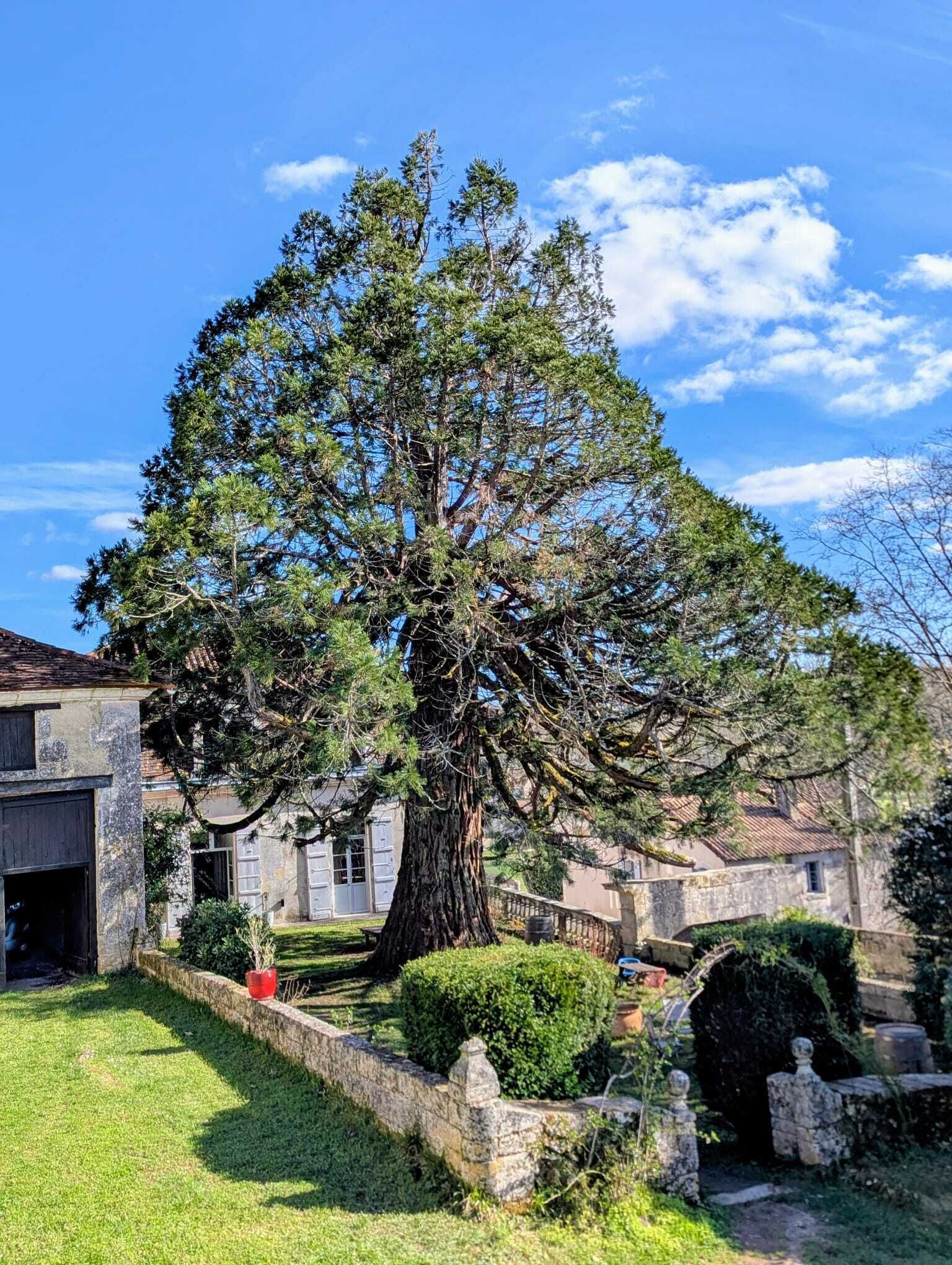 A large tree in a courtyard with stone walls and a building in the background.